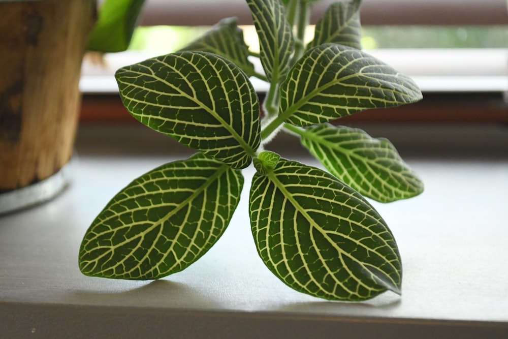 a close up of a plant on a window sill