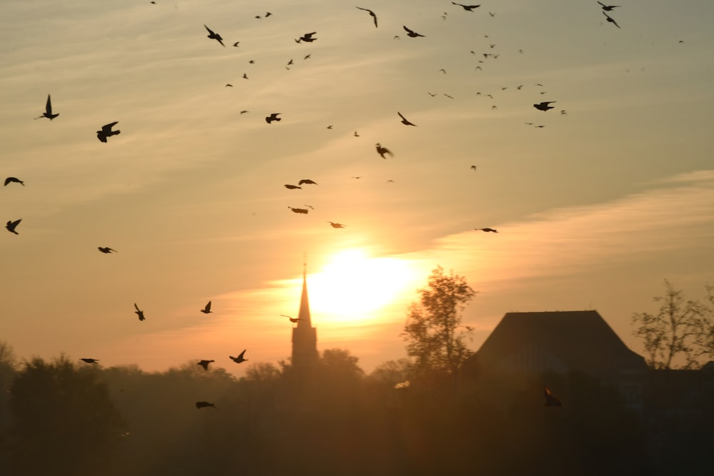 a flock of birds flying in front of the sun