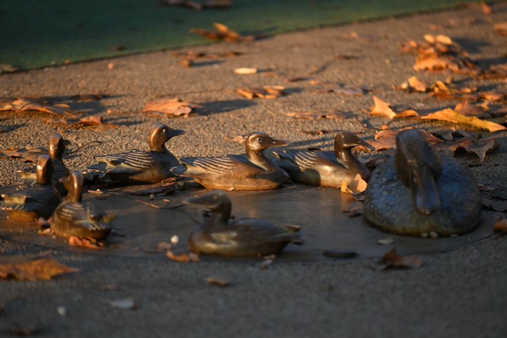 a flock of ducks sitting on top of a puddle of water