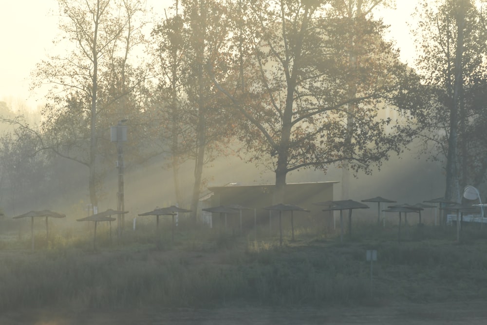 the sun is shining through the trees on a foggy day