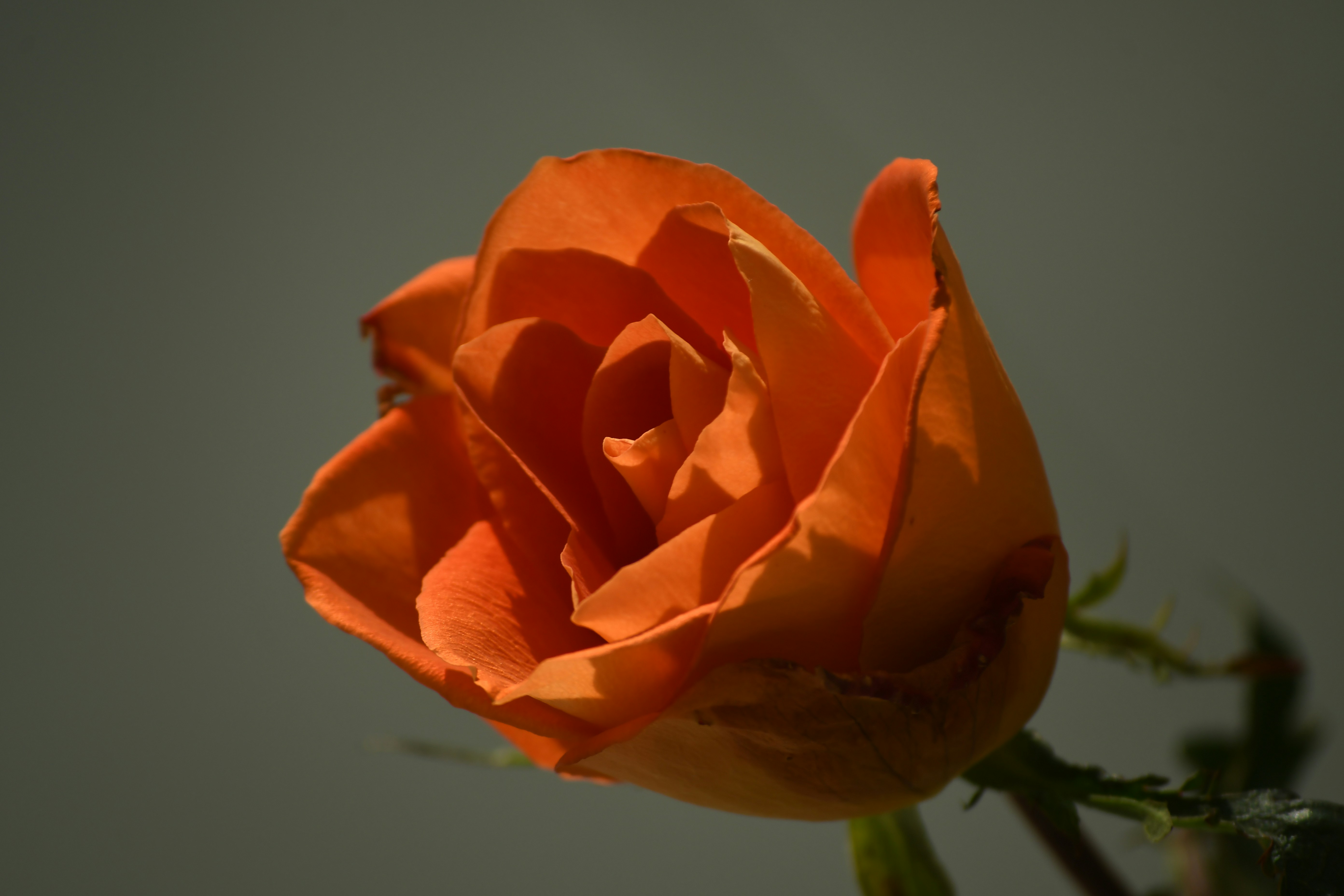 A close up of a single orange rose photo – Free Rose Image on Unsplash