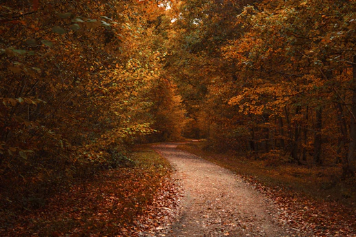 A serene autumn scene with golden brown leaves gently falling over a rustic wooden path in the Midwest.