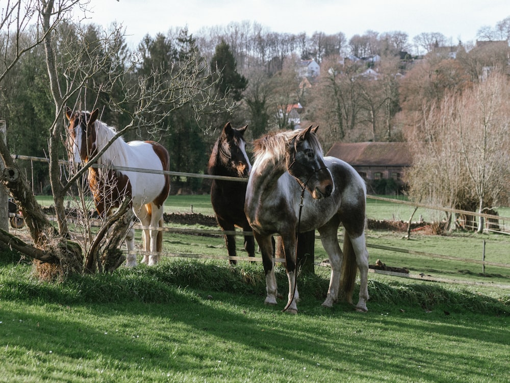 a group of horses standing on top of a lush green field