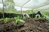 a group of people tending to plants in a greenhouse