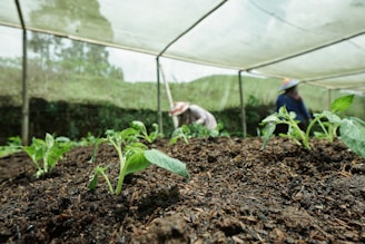 a group of people tending to plants in a greenhouse