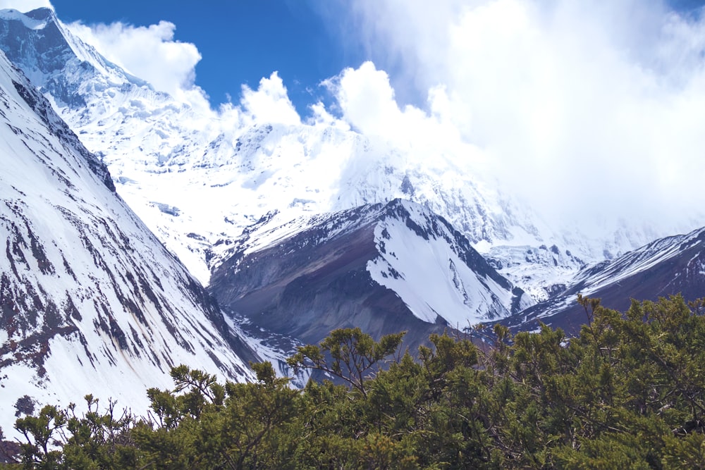 a snow covered mountain with trees in the foreground