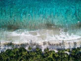Aerial view of a tropical beach with clear blue water and palm trees.