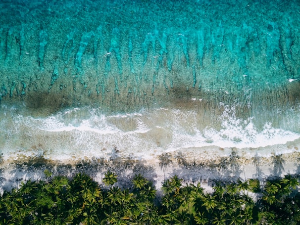 Aerial view of a tropical beach with clear blue water and palm trees.