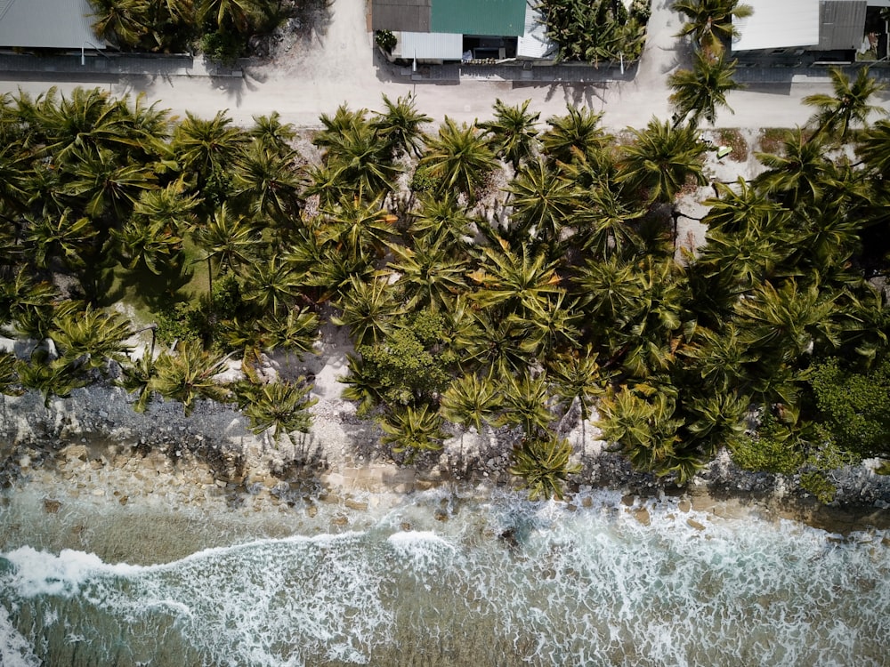 an aerial view of a beach with palm trees