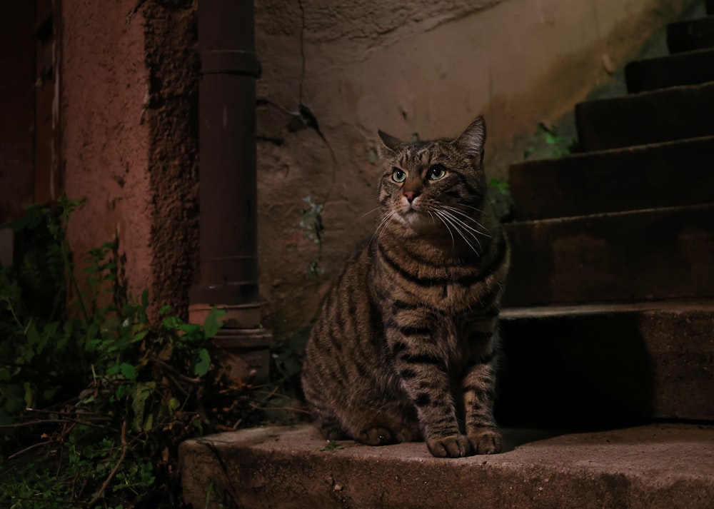 a striped cat sitting on a set of steps