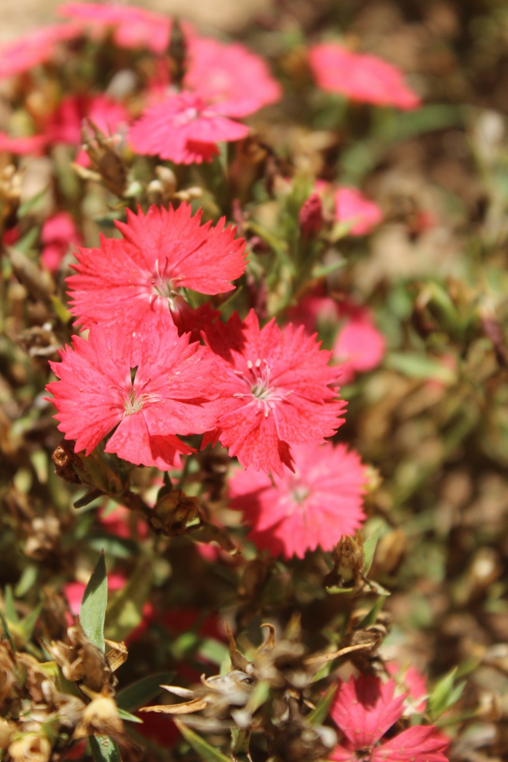 a close up of a bunch of pink flowers