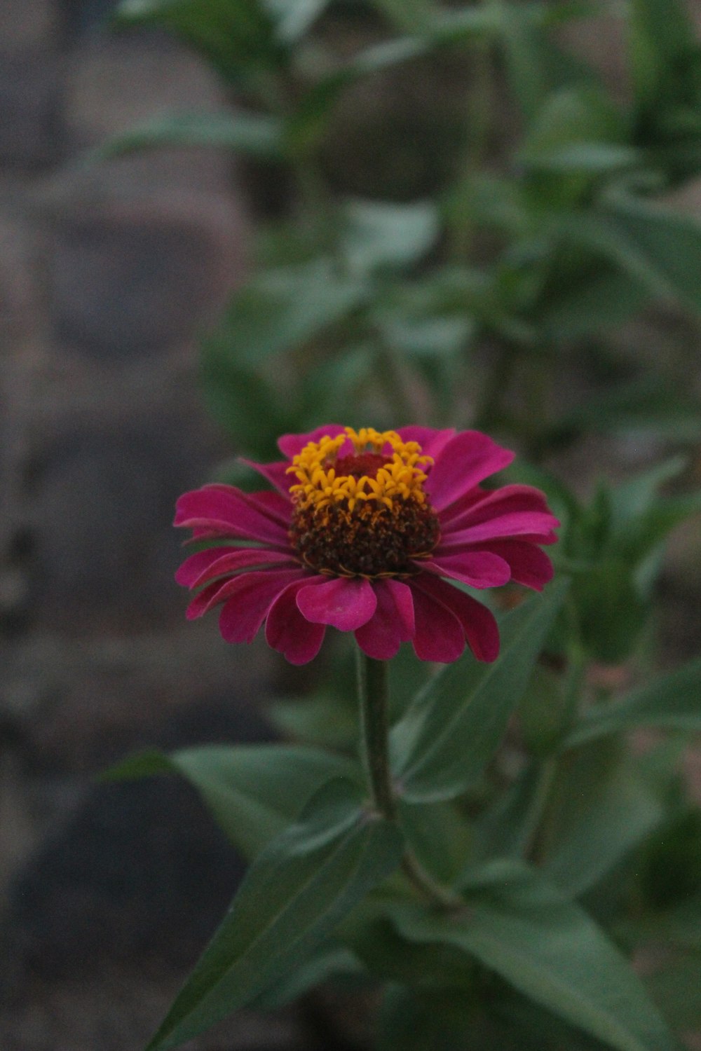 a pink flower with a yellow center in a garden