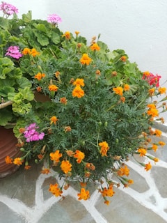 A vibrant collection of marigold and geranium flowers with bright orange and pink blooms, surrounded by lush green leaves, set against a stone paving.