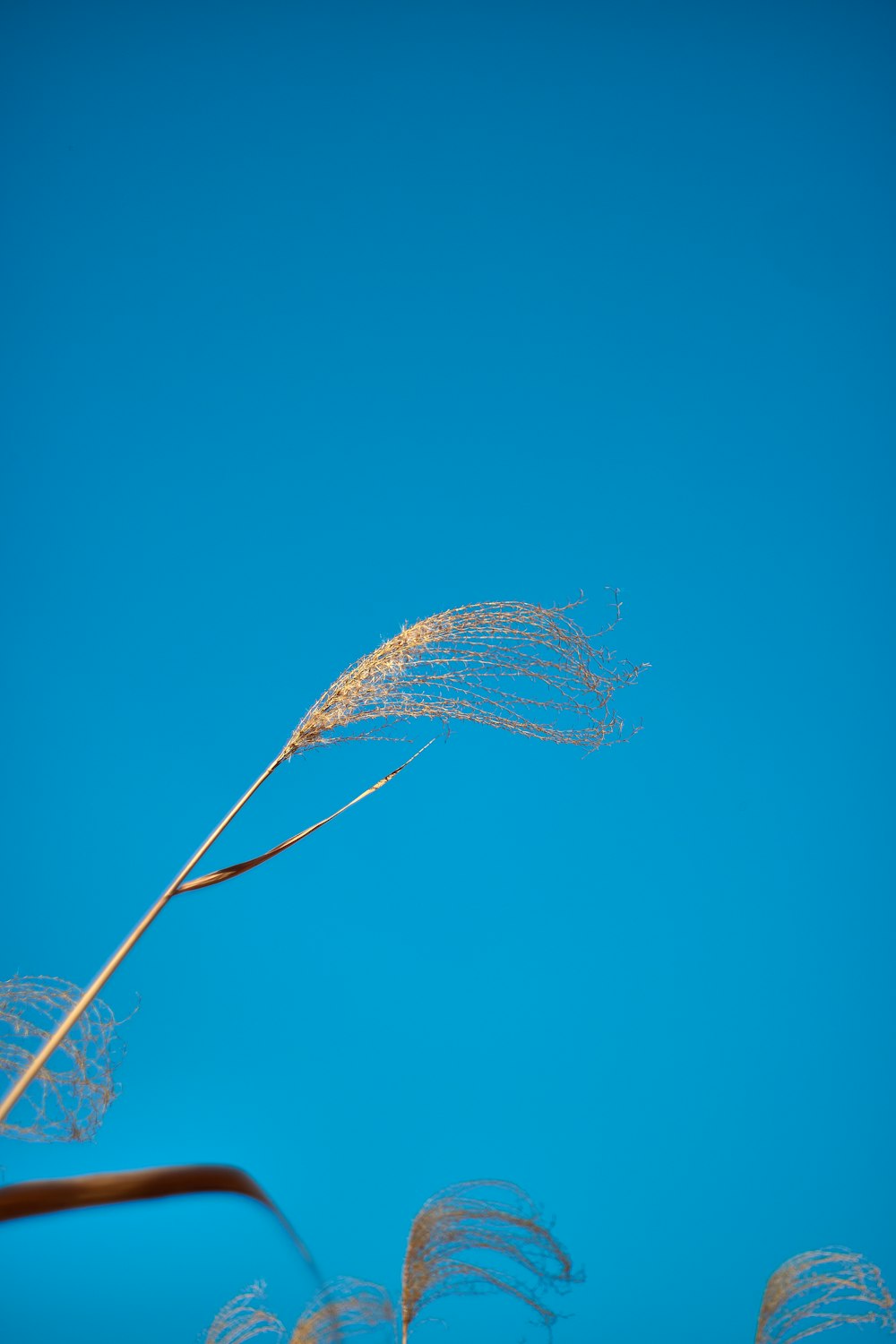 a tall plant with a blue sky in the background