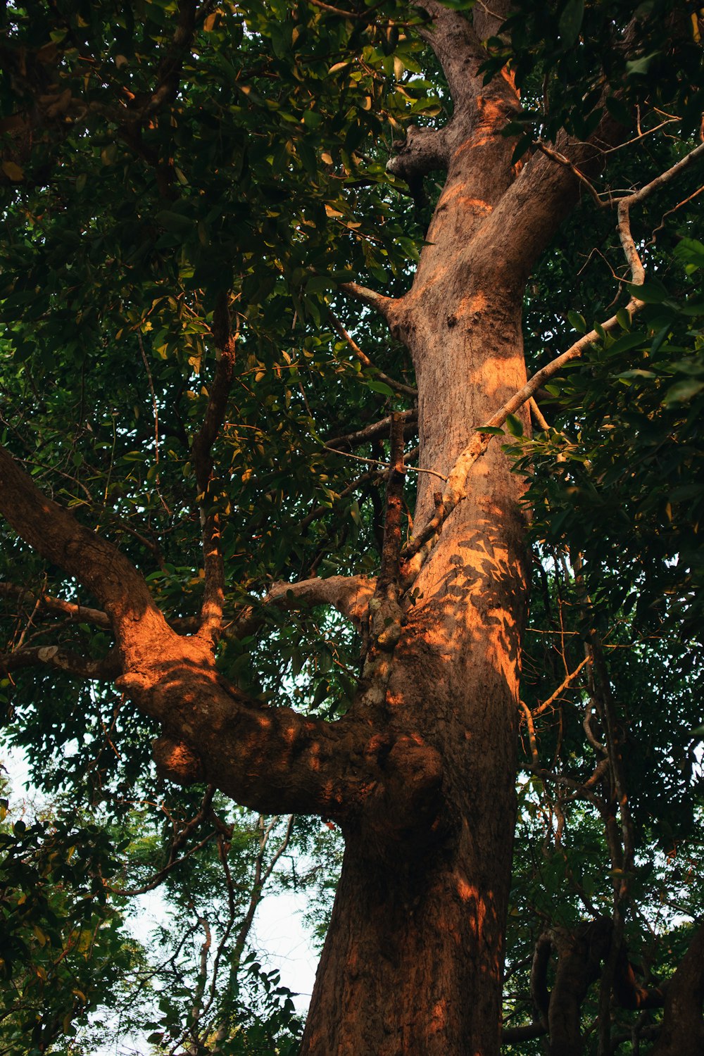 a large tree with a very tall trunk