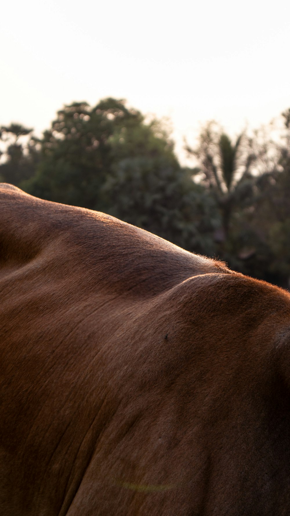 a close up of a brown cow with trees in the background