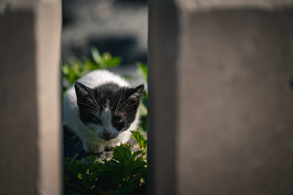 a black and white cat sitting in the grass