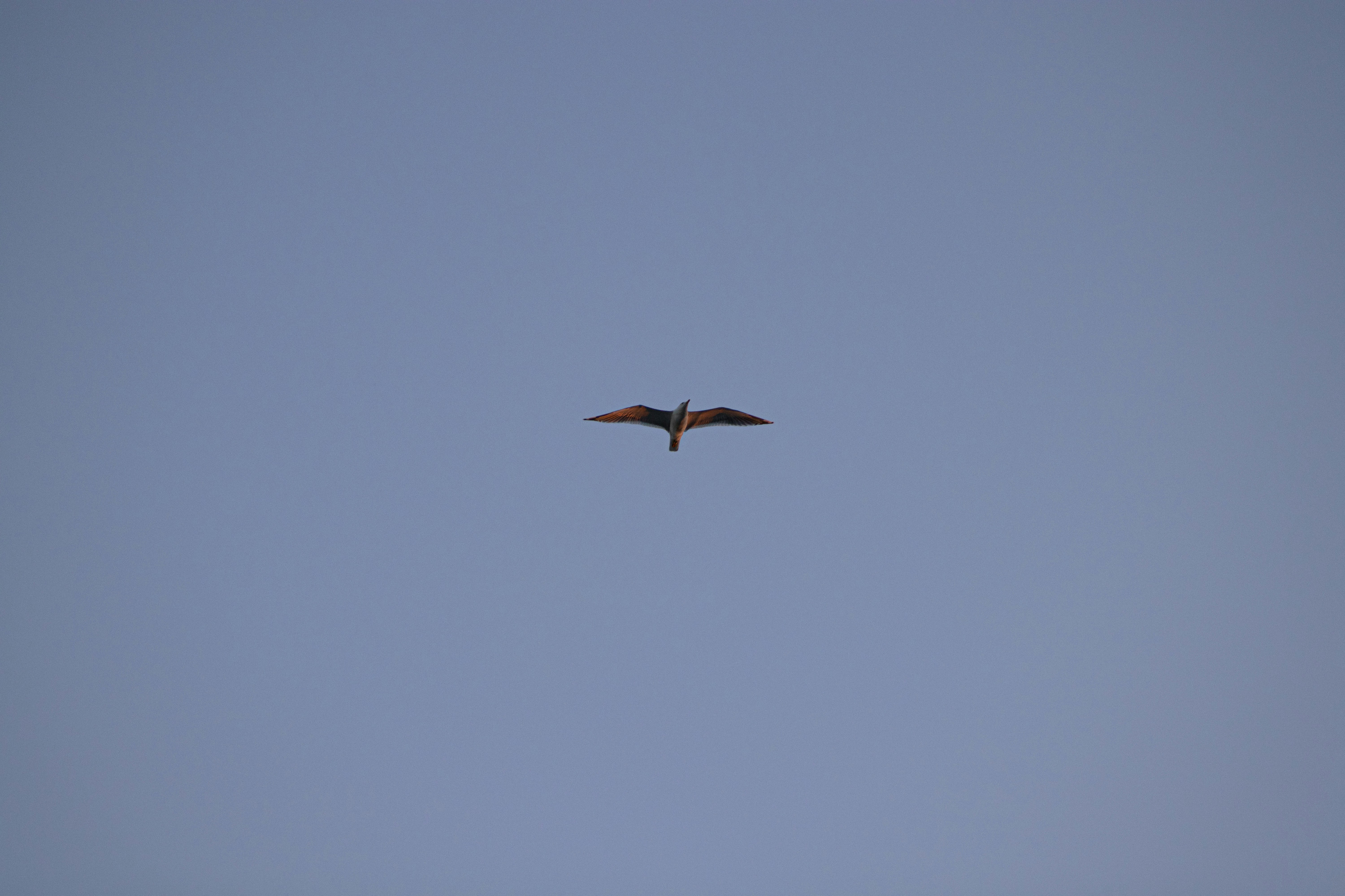 Photo by irvingmarca