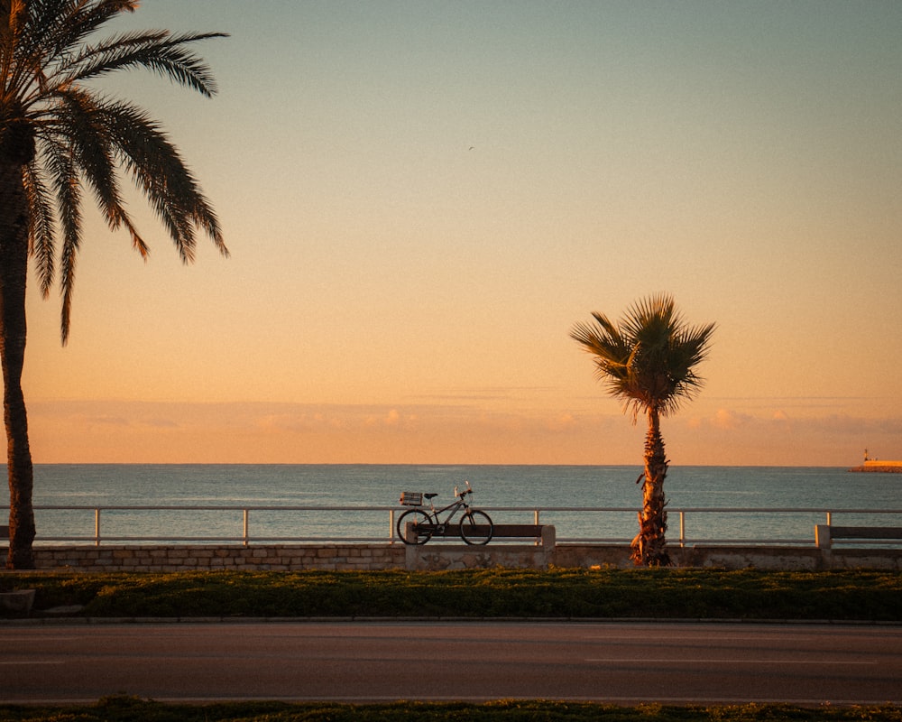 a bike parked next to a palm tree near the ocean