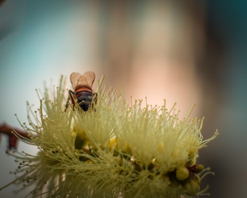 A close-up of a bee perched on a cluster of creamy-white flowers with delicate filaments extending outwards. The background is softly blurred, with muted tones of blue and brown, enhancing the bee and the flower's prominence.