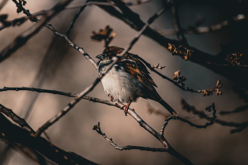 a bird sitting on a branch of a tree