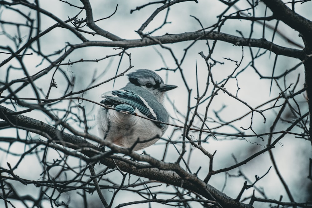 a blue jay perched on top of a tree branch