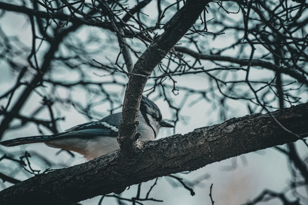 a bird sitting on a branch of a tree