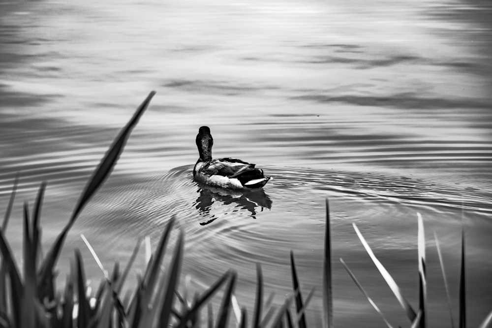 a black and white photo of a duck in the water