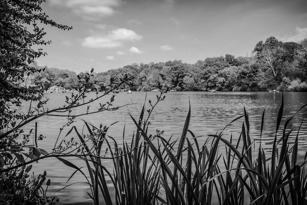 a black and white photo of a lake surrounded by trees