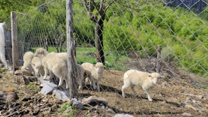 A spacious livestock pen in Wadi Al-Rabi with healthy sheep resting under the sun.