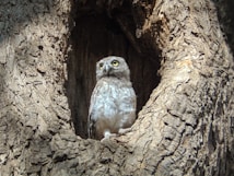 A small owl is nestled within a tree hollow, with rippling bark patterns surrounding it. The owl has bright yellow eyes and a brownish-gray plumage. It appears alert and is looking slightly upward.