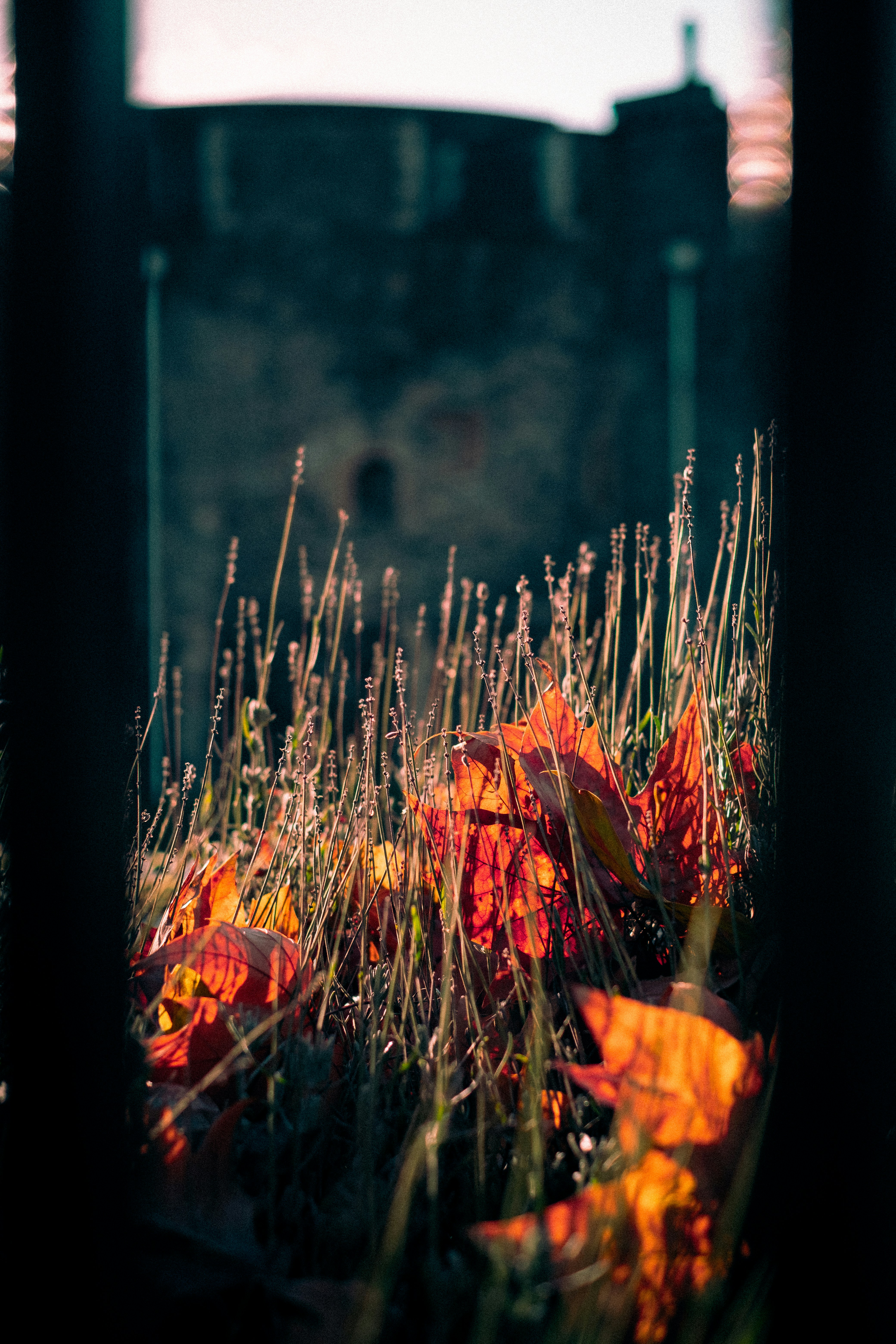 Photo by baguette_knight