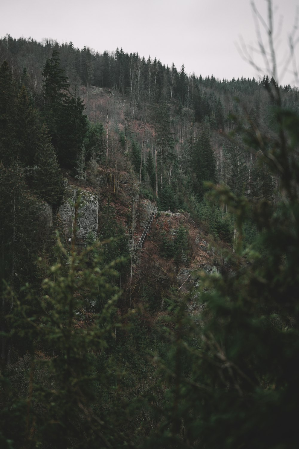 a forest filled with lots of tall trees