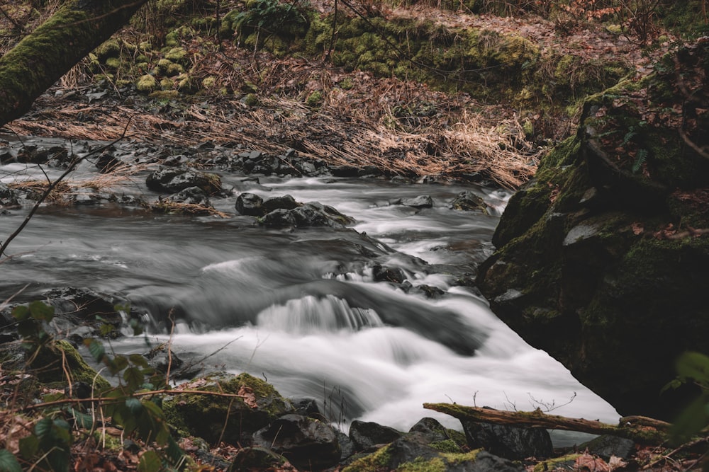 a stream running through a lush green forest