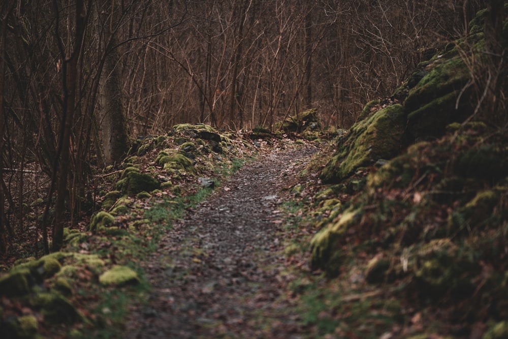 a path in the woods with moss growing on the rocks
