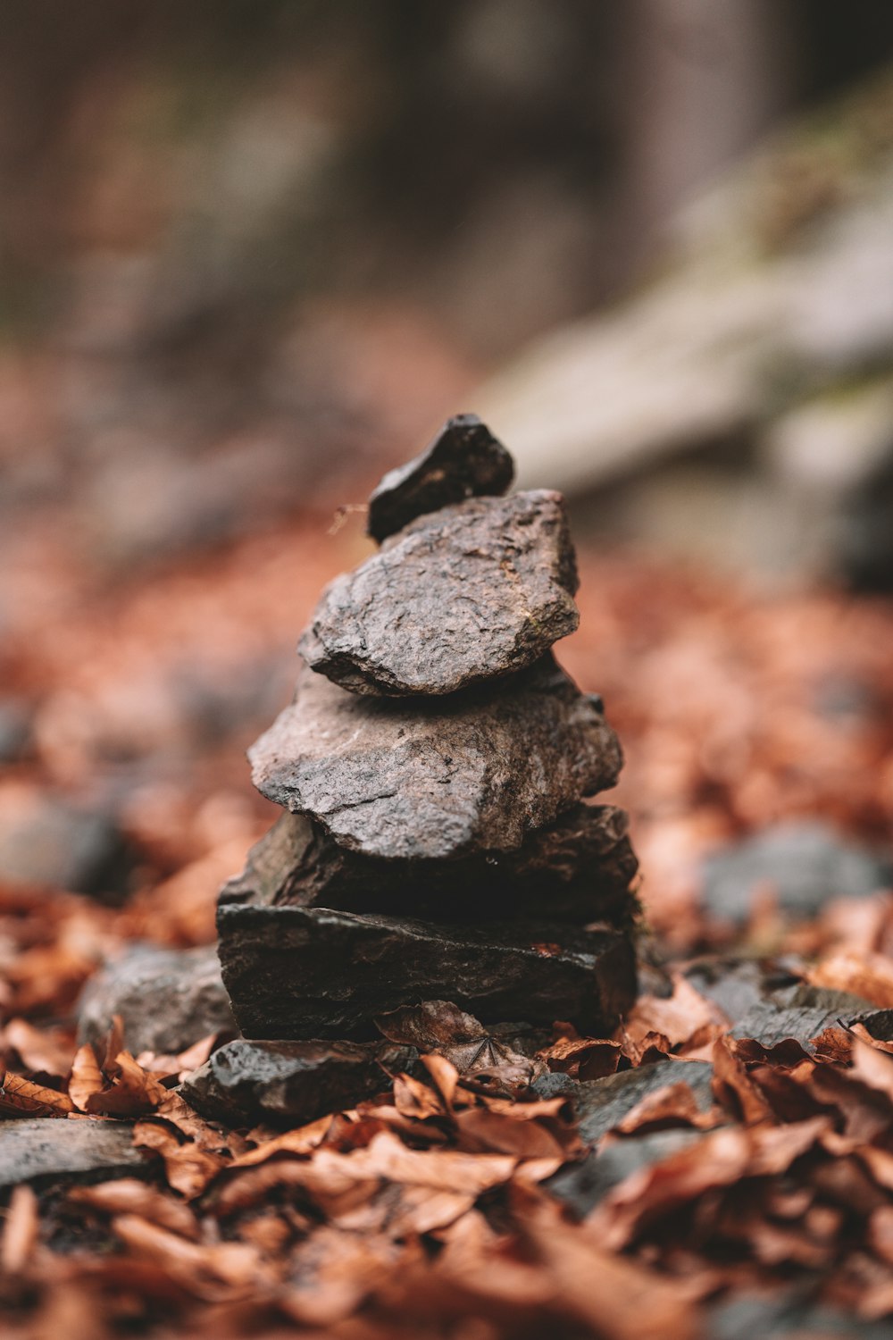 a pile of rocks sitting on top of a pile of leaves