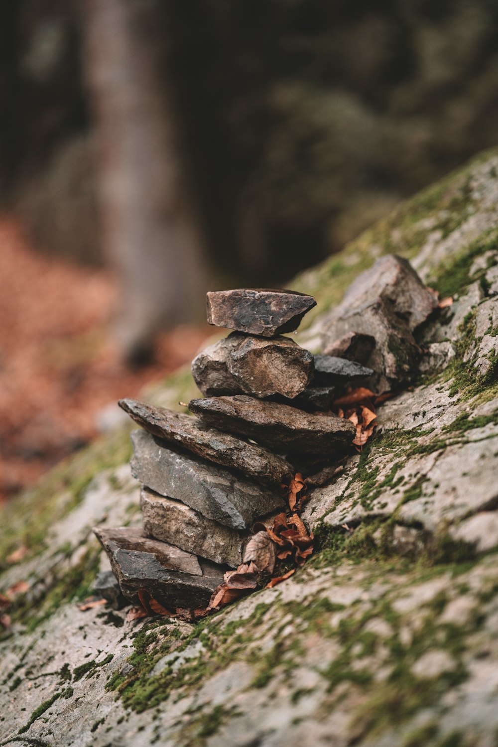 a pile of rocks sitting on top of a tree