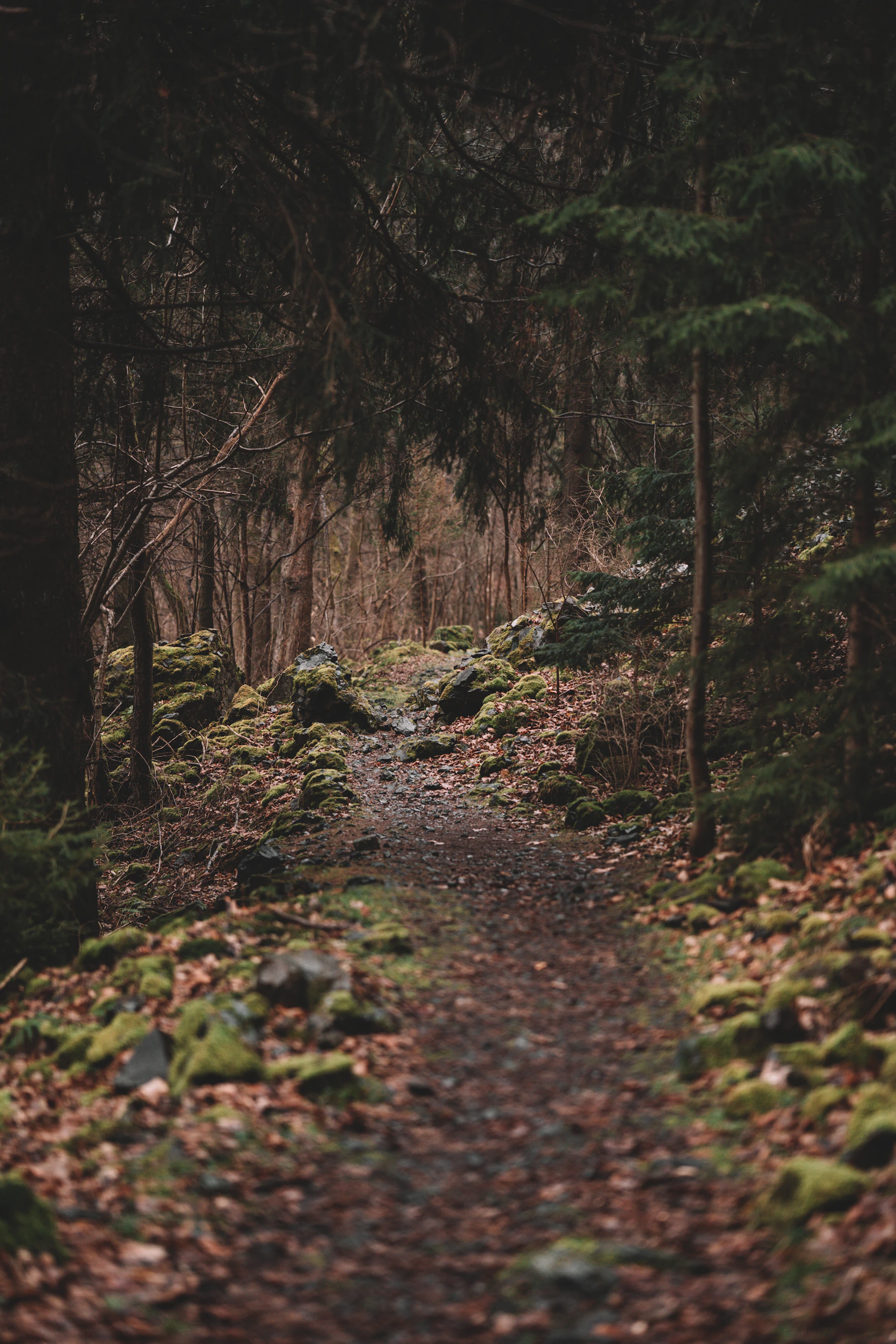Shadowed woodland path