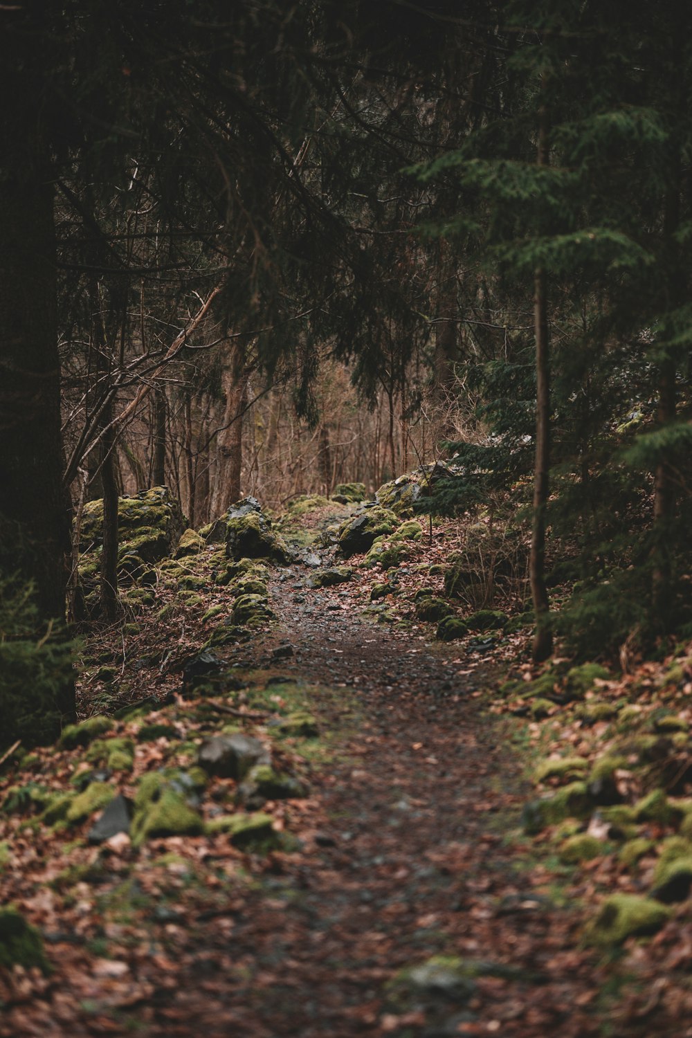 a path in the woods with mossy rocks and trees