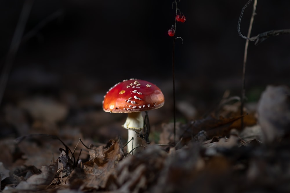 a small red mushroom sitting on the ground