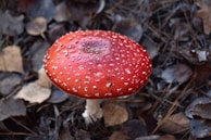 A vibrant red mushroom with white speckles sits on a forest floor covered with dry leaves and pine needles. The mushroom's cap is smooth and glossy, contrasting with the muted earth tones of the background.