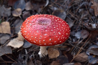 A vibrant red mushroom with white speckles sits on a forest floor covered with dry leaves and pine needles. The mushroom's cap is smooth and glossy, contrasting with the muted earth tones of the background.