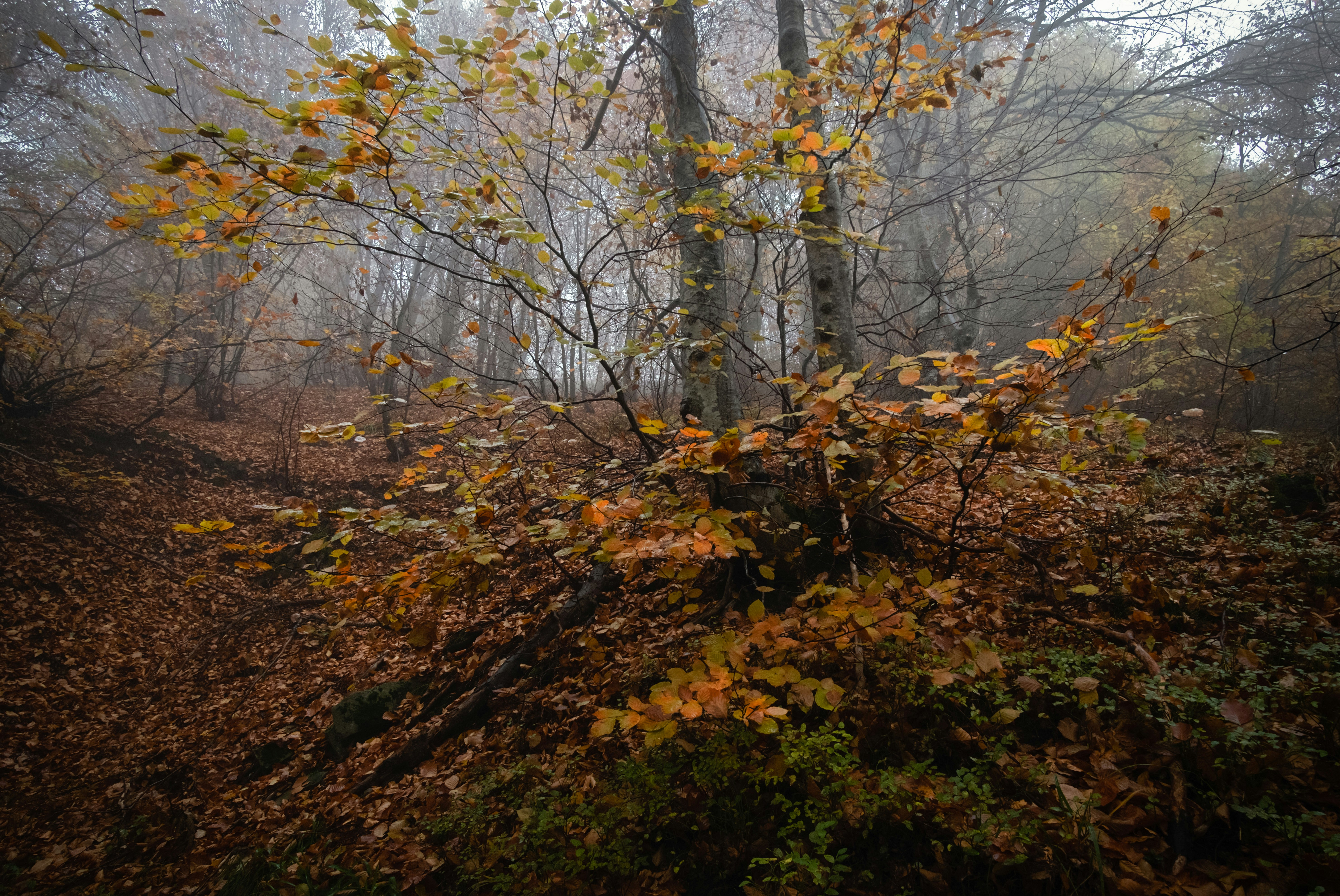 Photo by sevencolors