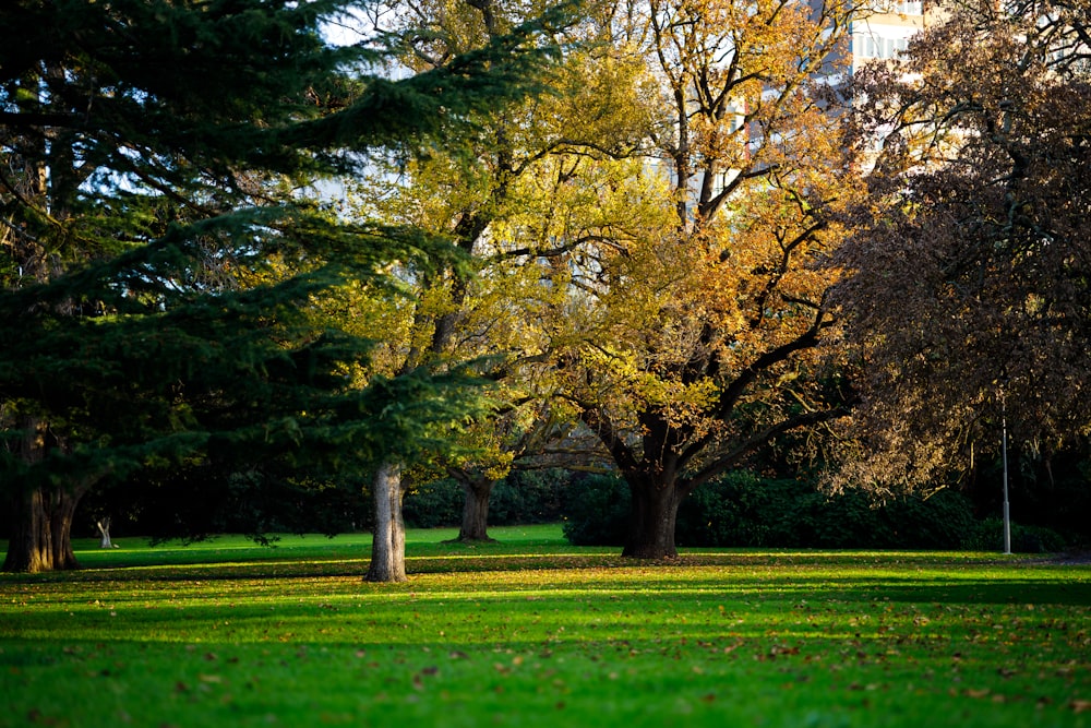 a park filled with lots of green grass and lots of trees