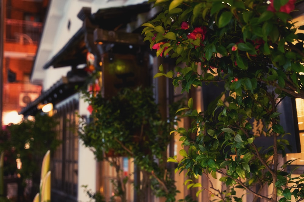 a building with a bunch of plants hanging from it's side