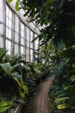 A lush, green indoor garden with a variety of large, leafy plants lining a curved brick pathway. Tall windows on the side allow natural light to stream in, casting soft shadows and highlighting the vibrant foliage.