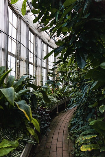 A lush, green indoor garden with a variety of large, leafy plants lining a curved brick pathway. Tall windows on the side allow natural light to stream in, casting soft shadows and highlighting the vibrant foliage.