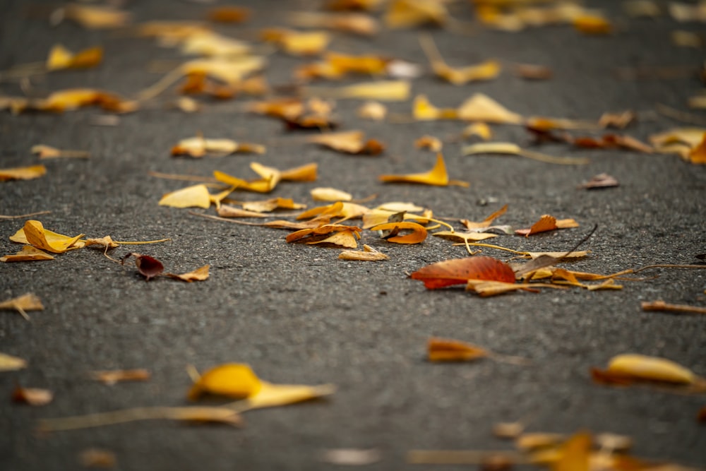 a bunch of leaves that are laying on the ground