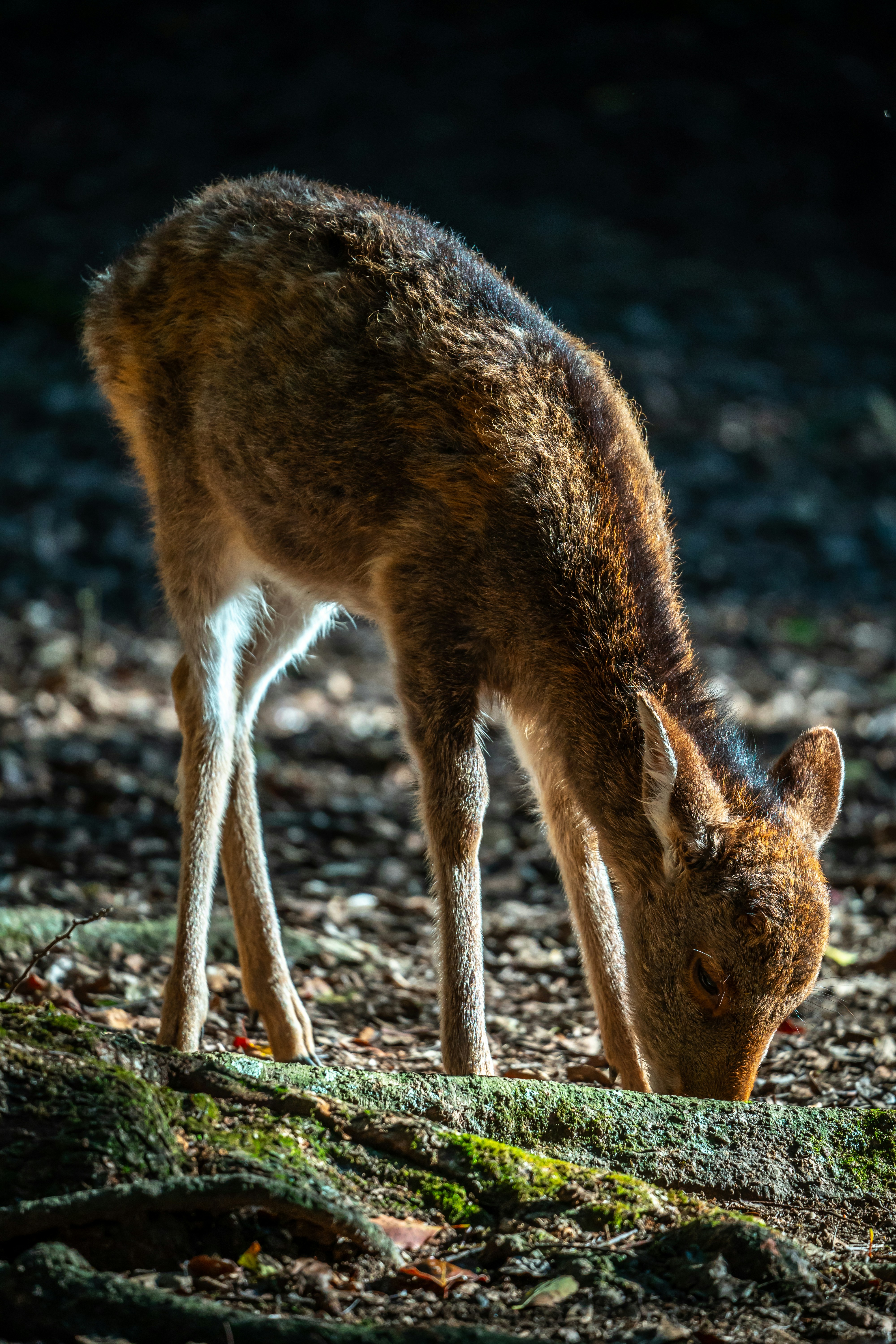 Un ciervo está comiendo hierba en el bosque
