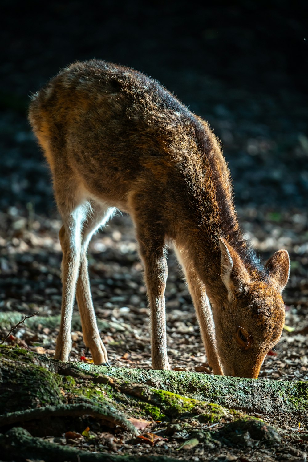 a deer is eating grass in the woods